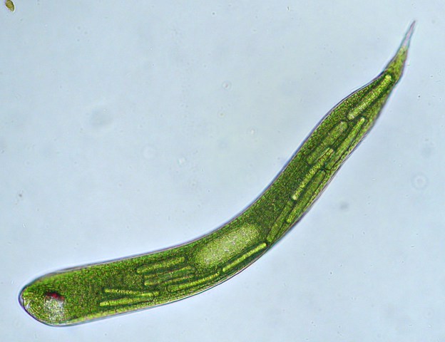 Freshwater and other from Germany Euglenoida